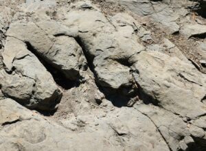 Dinosaur Footprint