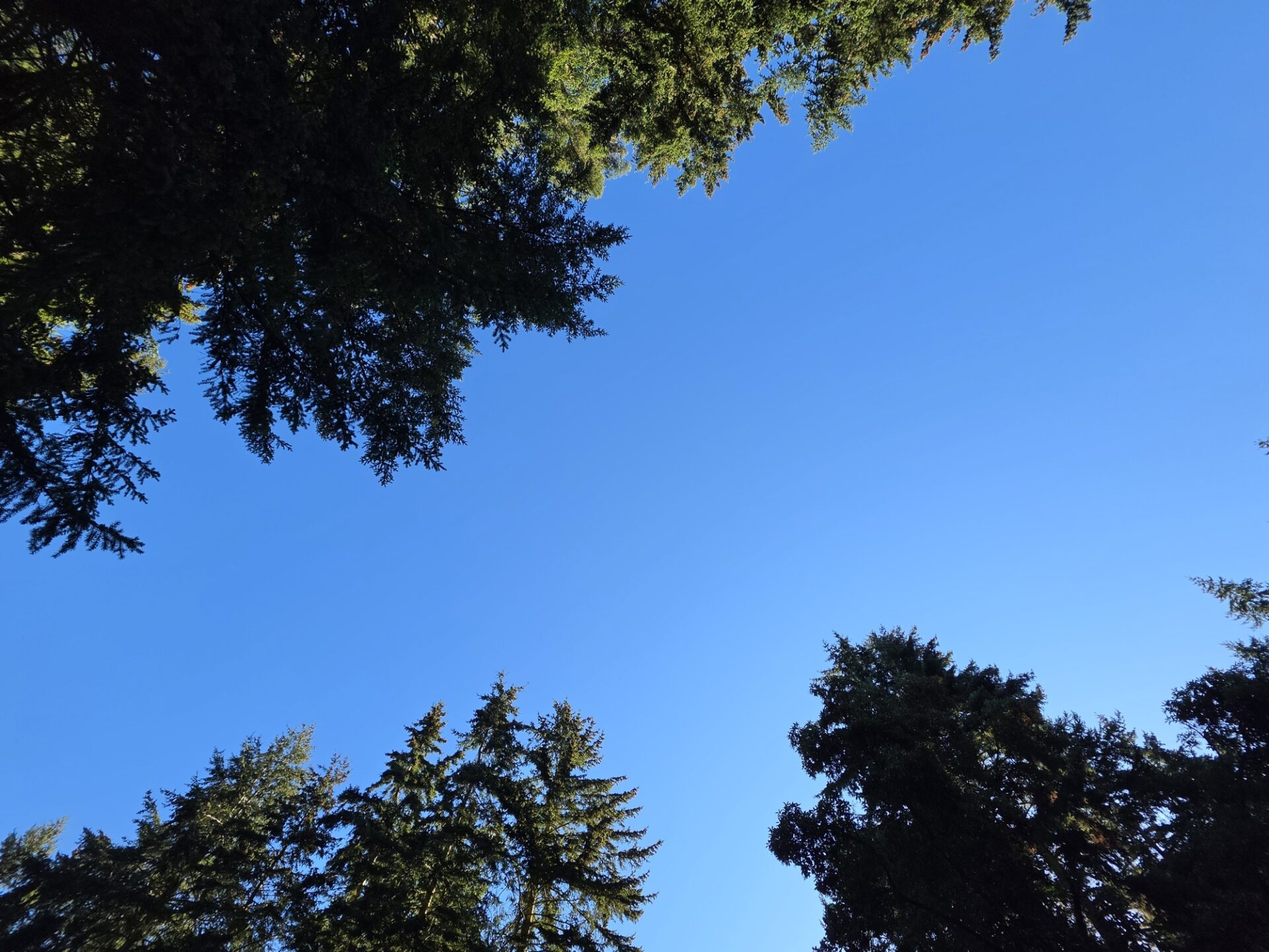 View straight up from the campsite: fir branches on three sides framing a narrow strip of blue sky